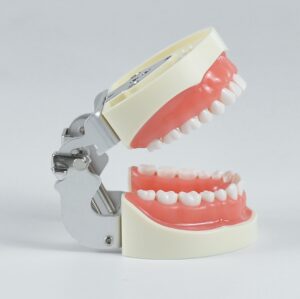 32pcs tooth model with articulator