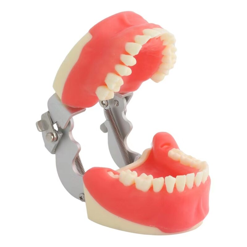 Dental Typodont Practice Model - View Cost, Unique Dental Collections