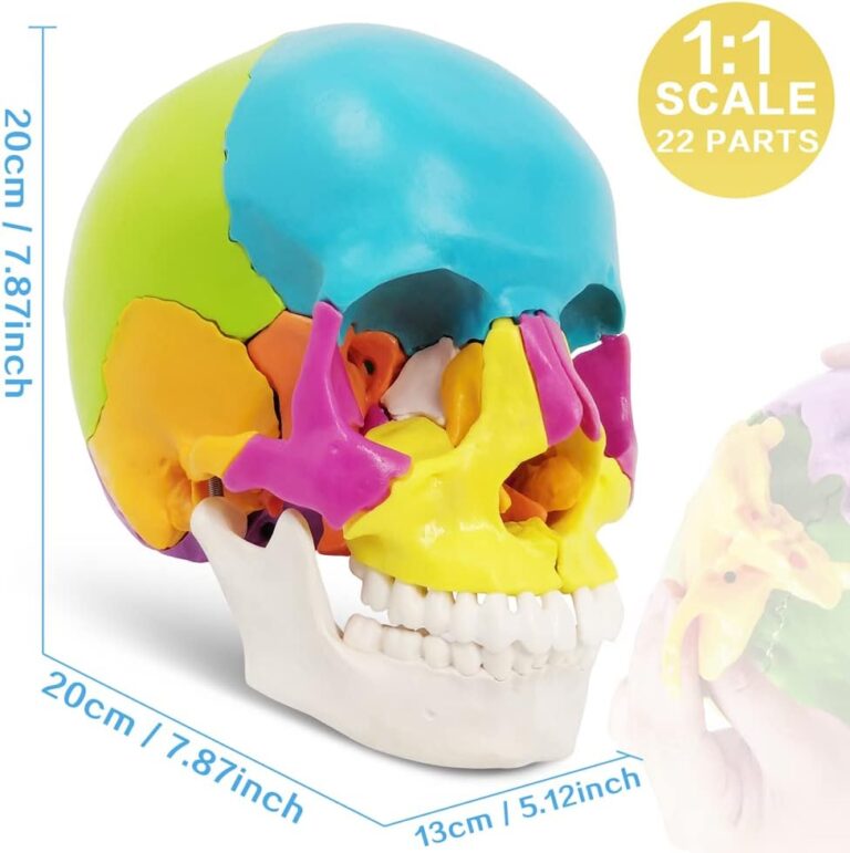 Human Skull Model For Dental School And Medical 22 Parts - View Cost