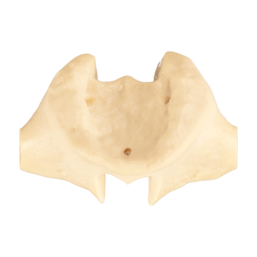 Versatile Dental Training AXIOM's Edentulous Maxillary Sinus Model with Precision Implant Guides